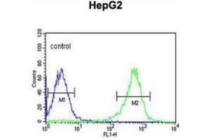 Flow cytometric analysis of HepG2 cells (right histogram) compared to a negative control cell (left histogram) using PYCR1  Antibody (C-term), followed by FITC-conjugated goat-anti-rabbit secondary antibodies. (PYCR1 抗体  (C-Term))