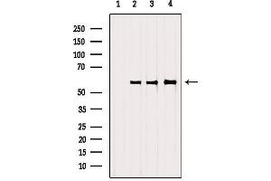 Western blot analysis of extracts from various samples, using SRP68 Antibody. (SRP68 抗体  (C-Term))