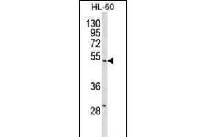 Western blot analysis of SELENBP1 Antibody (C-term) (ABIN652814 and ABIN2842531) in HL-60 cell line lysates (35 μg/lane). (SELENBP1 抗体  (C-Term))