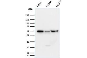 Western Blot Analysis of (1) HeLa (2) Jurkat and (3) MCF-7 cell lysates using Cyclin A1 Mouse Monoclonal Antibody (XLA1-3). (Cyclin A1 抗体)