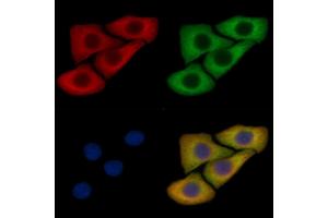 Phospho-Syntaxin 1A (Ser14) Mouse Monoclonal Antibody staining Hela cells by IF/ICC. (STX1A 抗体  (pSer14))
