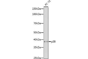 Western blot analysis of extracts of PC-12 cells, using p38 MAPK antibody (ABIN7268615) at 1:500 dilution. (MAPK14 抗体  (AA 1-360))