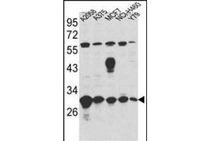 Western blot analysis of ERP29 Antibody (Center) (ABIN389440 and ABIN2839513) in ,,MCF7,NCI-,Y79 cell line lysates (35 μg/lane). (ERP29 抗体  (AA 151-179))