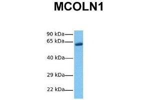 Western Blotting (WB) image for anti-Mucolipin 1 (MCOLN1) (N-Term) antibody (ABIN2776233)