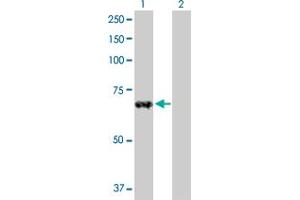 Western Blot analysis of ZNF37A expression in transfected 293T cell line by ZNF37A MaxPab polyclonal antibody. (ZNF37A 抗体  (AA 1-561))