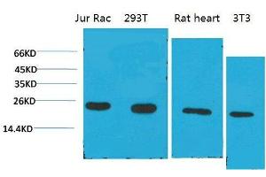 Western Blot (WB) analysis of 1) Jurkat, 2)293T, 3)Rat Liver Tissue, 4)3T3 with Cyclophilin B Mouse Monoclonal Antibody diluted at 1:2000. (PPIB 抗体)