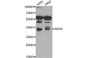 Western blot analysis of extracts of various cell lines, using ADH5 antibody. (ADH5 抗体  (AA 1-374))