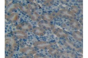 Detection of OC in Mouse Kidney Tissue using Polyclonal Antibody to Osteocalcin (OC) (Osteocalcin 抗体  (AA 14-95))