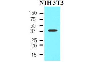 Western Blotting (WB) image for anti-Nanog Homeobox (NANOG) (AA 1-154) antibody (ABIN377226) (Nanog 抗体  (AA 1-154))