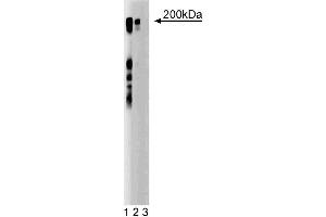 Western blot analysis of Thrombospondin-2 on a RSV-3T3 cell lysate. (Thrombospondin 2 抗体  (AA 173-295))