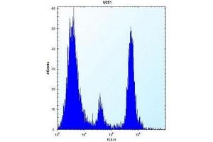 Flow cytometric analysis of U251 cells using POMT1 Antibody (C-term) Cat. (POMT1 抗体  (C-Term))