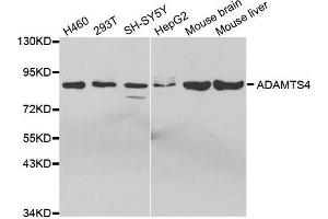 Western blot analysis of extracts of various cell lines, using ADAMTS4 antibody. (ADAMTS4 抗体  (AA 52-315))