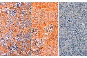 Immunohistochemistry of Rabbit anti-mouse DELTA1 Antibody in Mouse Embryonic Kidney Tissue: Mouse Embryonic Kidney Fixation: FFPE buffered formalin 10% conc Ag Retrieval: Heat, Citrate pH 6. (DLL1 抗体  (AA 150-175))
