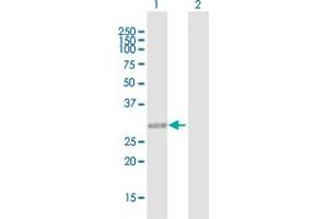 Western Blot analysis of CCDC148 expression in transfected 293T cell line by CCDC148 MaxPab polyclonal antibody. (CCDC148 抗体  (AA 1-255))