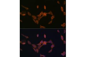 Immunofluorescence (IF) image for anti-Chemokine (C-X3-C Motif) Ligand 1 (CX3CL1) antibody (ABIN1683181)