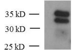 KLF6 mAb (Clone 2A2) tested by Western blot. (KLF6 抗体  (AA 28-199))