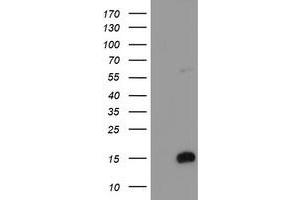 Image no. 1 for anti-FXYD Domain Containing Ion Transport Regulator 3 (FXYD3) antibody (ABIN1498342) (FXYD3 抗体)