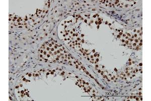 Immunoperoxidase of monoclonal antibody to TAF11 on formalin-fixed paraffin-embedded human testis. (TAF11 抗体  (AA 158-210))