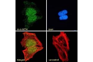 Immunofluorescence (IF) image for anti-IKAROS Family Zinc Finger 4 (Eos) (IKZF4) (Internal Region) antibody (ABIN570827)
