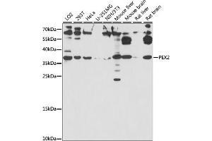 Western blot analysis of extracts of various cell lines, using PEX2 antibody (ABIN7269248) at 1:1000 dilution. (PEX2 抗体  (AA 1-130))