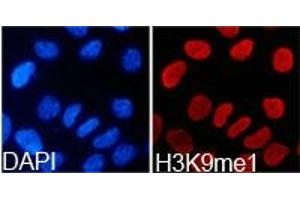 Immunofluorescence analysis of 293T cell using H3K9me1 antibody. (Histone 3 抗体  (H3K9me))