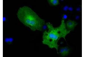 Immunofluorescence (IF) image for anti-Pyruvate Kinase, Liver and RBC (PKLR) antibody (ABIN1500248) (PKLR 抗体)