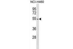 Western Blotting (WB) image for anti-Erythropoietin Receptor (EPOR) antibody (ABIN2998915) (EPOR 抗体)