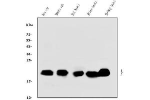 Western blot analysis of Alpha B Crystallin/CRYAB using anti-Alpha B Crystallin/CRYAB antibody (ABIN7601209).