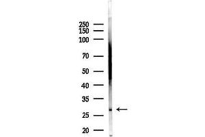 Western blot analysis of lysates from Mouse liver, using GSTZ1 Antibody at 1/1000 dilution.