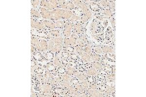 Immunohistochemical analysis of paraffin-embedded Human kidney tissue using A performed on the Leica® BOND RXm. (Insulin Receptor 抗体  (N-Term))