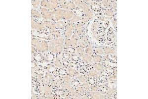 Immunohistochemical analysis of paraffin-embedded Human kidney tissue using A performed on the Leica® BOND RXm. (Insulin Receptor 抗体  (N-Term))