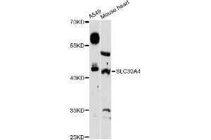 Western blot analysis of extracts of various cell lines, using SLC30A4 Antibody (ABIN6292455) at 1:3000 dilution. (SLC30A4 抗体)