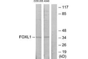 Western blot analysis of extracts from COS7/A549 cells, using FOXL1 Antibody. (FOXL1 抗体  (AA 121-170))