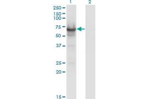 Western Blot analysis of CDC14A expression in transfected 293T cell line by CDC14A monoclonal antibody (M01), clone 2C12. (CDC14A 抗体  (AA 431-530))