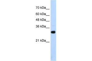 Western Blotting (WB) image for anti-SRY (Sex Determining Region Y)-Box 15 (SOX15) antibody (ABIN2461807) (SOX15 抗体)