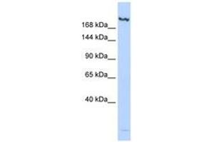 Image no. 1 for anti-Lysine (K)-Specific Demethylase 6B (Kdm6b) (N-Term) antibody (ABIN6740650) (Kdm6b 抗体  (N-Term))