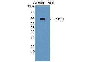 Western blot analysis of recombinant Mouse IRF8. (IRF8 抗体  (AA 1-327))