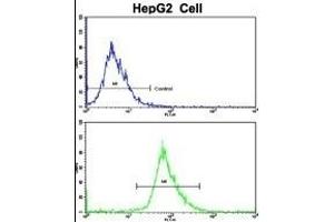 Flow cytometric analysis of HepG2 cells using RPS15 Antibody (N-term)(bottom histogram) compared to a negative control cell (top histogram). (RPS15 抗体  (N-Term))