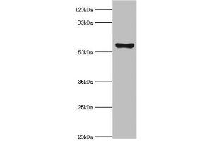 Western blot All lanes: Cytochrome P450 2F1 antibody at 8 μg/mL + A549 whole cell lysate Secondary Goat polyclonal to rabbit IgG at 1/10000 dilution Predicted band size: 56, 37 kDa Observed band size: 56 kDa