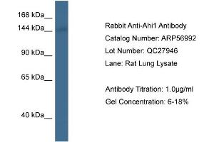 Western Blotting (WB) image for anti-Abelson Helper Integration Site 1 (AHI1) (C-Term) antibody (ABIN2787013) (AHI1 抗体  (C-Term))