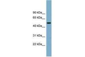 Image no. 1 for anti-Protease, serine, 16 (Thymus) (PRSS16) (AA 323-372) antibody (ABIN6743093)