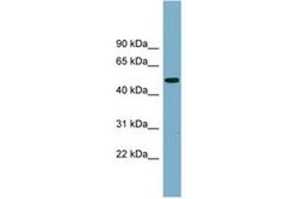 PRSS16 antibody  (AA 323-372)