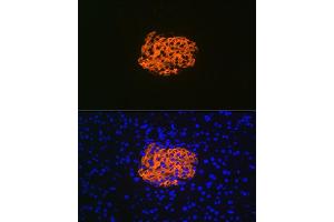 Immunofluorescence analysis of mouse pancreas using IGFBP7 Rabbit mAb (ABIN7267910) at dilution of 1:100 (40x lens). (IGFBP7 抗体)