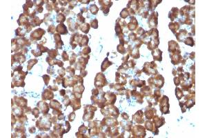 Formalin-fixed, paraffin-embedded Rat Pancreas stained with ODC1 Monoclonal Antibody (ODC1/487) (ODC1 抗体)