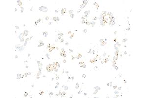 Immunocytochemistry (ICC) image for anti-Nectin cell adhesion molecule 3 (NECTIN3) (AA 58-400) antibody (ABIN7795718)