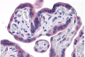 Human Placenta: Formalin-Fixed, Paraffin-Embedded (FFPE) (IDO1 抗体  (AA 1-404))