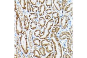 Immunohistochemistry of paraffin-embedded mouse kidney using eEF1 Rabbit pAb (7857) at dilution of 1:100 (40x lens). (eEF1A1 抗体  (AA 123-462))