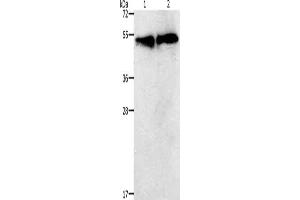 Gel: 12 % SDS-PAGE, Lysate: 30 μg, Lane 1-2: K562 cells, hela cells, Primary antibody: ABIN7192728(TACR2 Antibody) at dilution 1/400, Secondary antibody: Goat anti rabbit IgG at 1/8000 dilution, Exposure time: 30 seconds (TACR2 抗体)