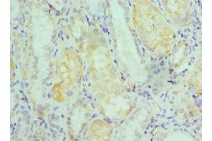 Immunohistochemistry of paraffin-embedded human kidney tissue using ABIN7151593 at dilution of 1:100