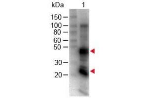 Lane 1: Rat IgG. (山羊 anti-大鼠 IgG (Heavy & Light Chain) Antibody (Biotin))